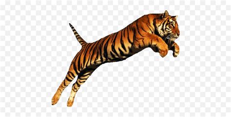 Running Tiger Png U0026 Free Tigerpng Transparent Tiger Jumping Tiger