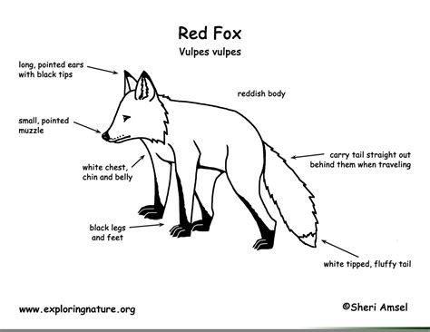Red Fox Anatomy Free Images At Vector Clip Art Online