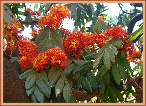 Asoka Tree Saraca Indica Ashok Is A Sanskrit Word Meaning Without