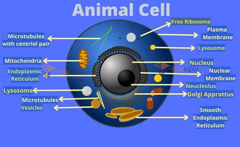 Introduction To Animal Cells Types And Composition