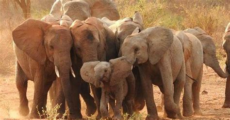 Girl Elephants Stay With Their Families Their Whole Lives The Dodo
