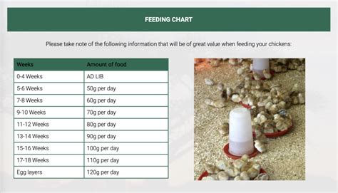 Solid intake will increase gradually, it depends when you started giving her solid food. | Welcome To R and J Chicken Eggs.