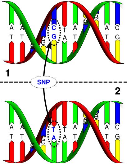 Snp单核苷酸多态性分析snp基因分型 基因组学相关服务 Genenode君诺德公司