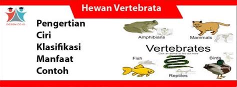 Perbedaan Vertebrata Dan Invertebrata Lengkap Mutualist Us