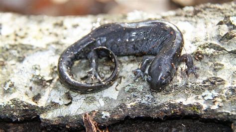 Salamander How To Learn About Get And Take Care Of Salamanders Hot Sex Picture