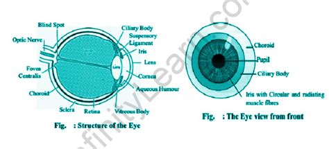 Elementary Structure And Function Of Eye And Ear Infinity Learn By