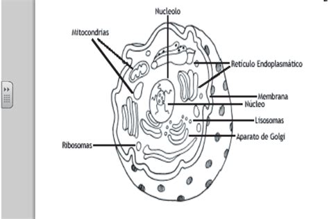√ Celula Eucariota Animal Para Colorear Celula Eucariota Para