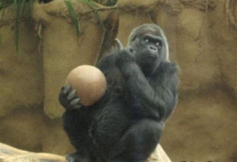Gorilla With Ball Flipping Bird Gorilla Flipping Birds Pets Animals