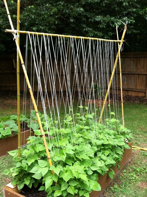 How To Build A Trellis For Beans Encycloall