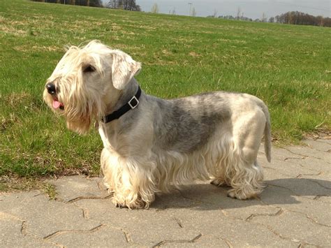 Cesky Terrier Dog Breed Information Facts And Pictures Dog Lover India