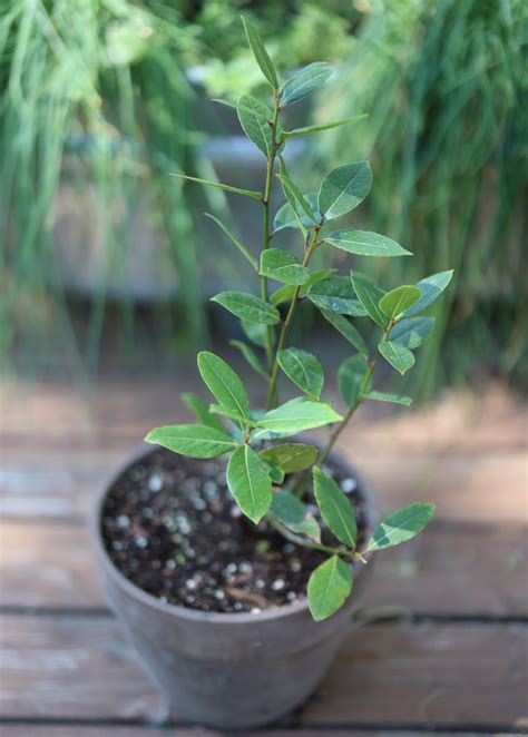 How To Grow Bay Laurel At Home • Gardenary
