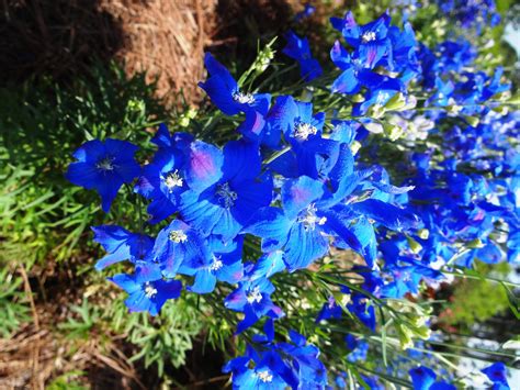 Try This Truly Blue Flower In Your Landscape Lsu Agcenter