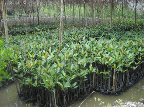 Kampanye Alam Dukung Penyelamatan Hutan Mangrove Brebes Lindungihutan