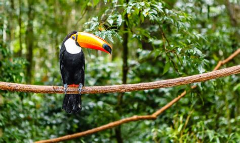 Amazon Rainforest 8 Of The Most Incredible Animals Wanderlust