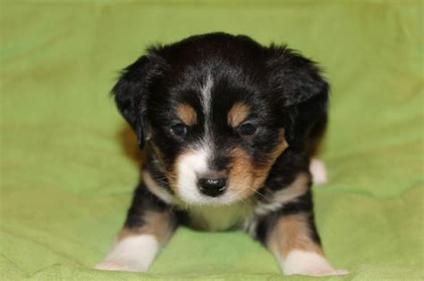 Tri Colored Australian Shepherd Puppies