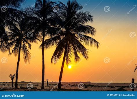 Palm Trees At The Tropical Coast In Sri Lanka Stock Image Image Of