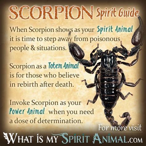 Insect Symbolism And Meaning Power Animal Animal Spirit Guides