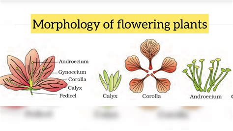 Morphology Of Flowering Plants Made Easy Exmples Youtube