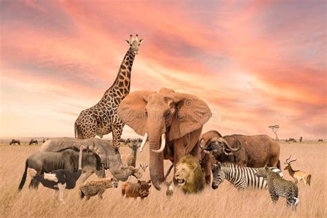 Group Of African Safari Animals Stand Together In Savanna With