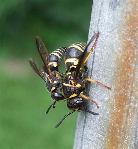 Male And Female Wasps These Mating Wasps Shed The Extra Ma Flickr