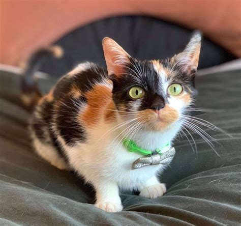 160 Names For Your Calico Cat Cuteness