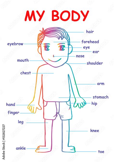 My Body Educational Info Graphic Chart For Kids Showing Parts Of