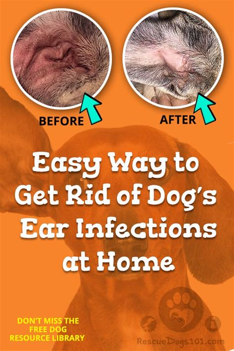 The Secret To Getting Rid Of Ear Infections In Your Dog At Home Artofit