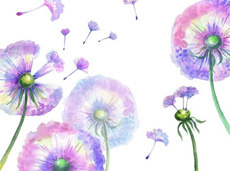 Watercolor Dandelions Clipart Dandelion Clip Art Leaves Flowers Png By