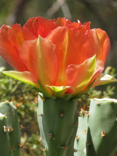 Have Book, Will Travel: Cactus Flowers at the Desert Botanical Garden ...