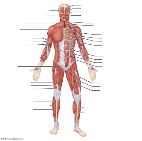 Anterior View Of The Muscles Set 1 Diagram Quizlet