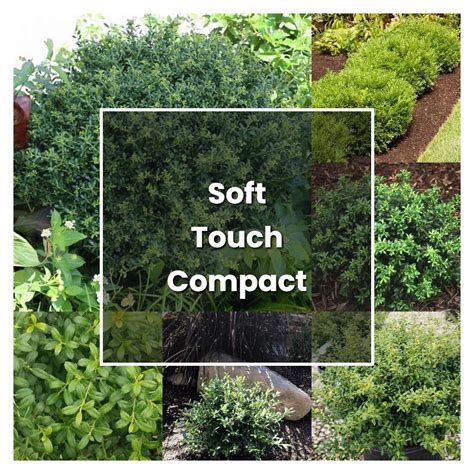 How To Grow Soft Touch Compact Holly Plant Care And Tips Norwichgardener
