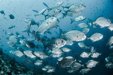 Daftar Ikan Yang Dilindungi Di Indonesia Adjar