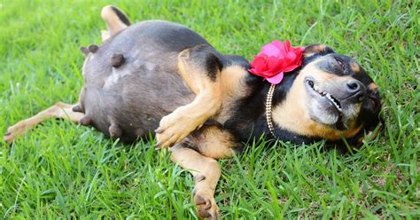 Pregnant Dog Shows Off Bump In Spectacular Maternity Photoshoot