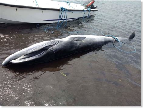 Dead Baby Whale Found In Waters Off Albay Philippines Earth Changes