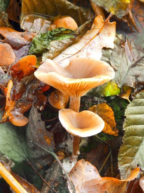 Autumn Mushrooms Stock Photo Image Of Toadstool Green 12116976