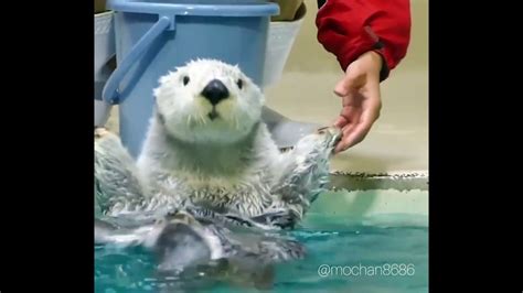 The Lovely Otter Dancing In His Bath Video Dailymotion