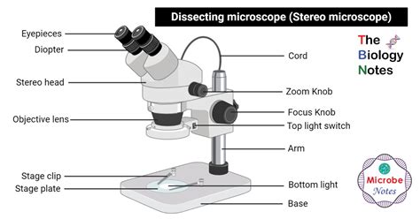 Label The Microscope Labels