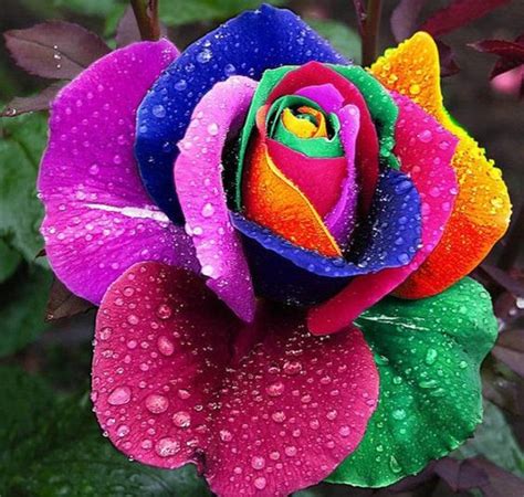 Rainbow Rose