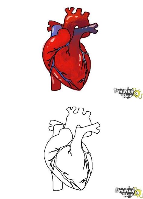 Update More Than 155 Human Heart Drawing Simple Best Vn