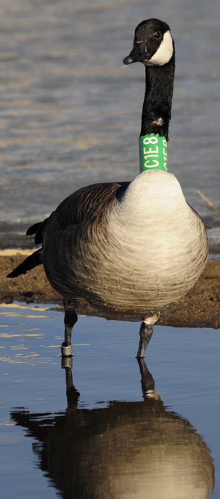 Banded Canadian Goose C1e8 Taken In Colorado Springs Co Flickr