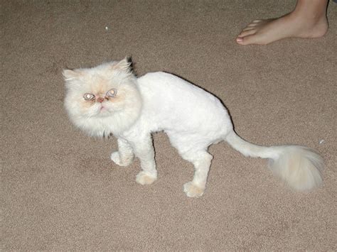 See how this cut might look on your feline 50 cats with lion haircuts. Pin on Persians, Himmies & Exotic Shorthairs