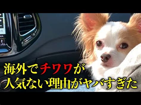 海外でチワワが人気ない理由がヤバすぎた犬ランキング 動物犬猫 他色々まとめ動画