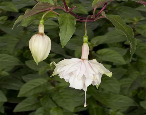 Pink Marshmallow Hendriks Young Plants