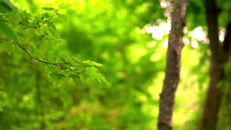 Lush Green Forest Background Stock Footage Video 100