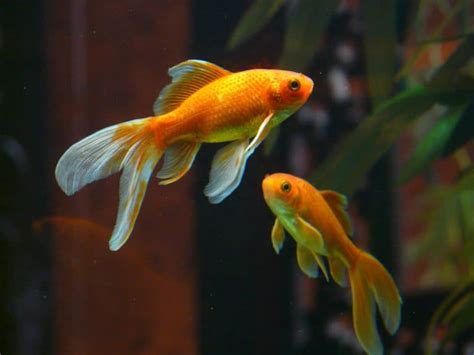 Oranda Goldfish Complete Care Guide