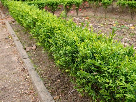 Buxus Sempervirens Or Common Box Low Hedge Stock Photo Image Of