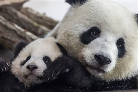 How You Can Celebrate National Panda Day In Iowa