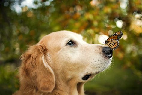 Butterfly On A Nose Of A Dog Wallpapers And Images Wallpapers