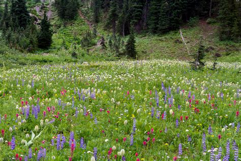Wildflowers At Mount Rainier National Park Michael Russell