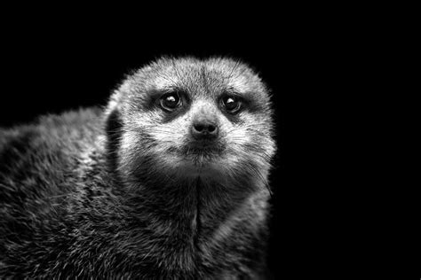 Portrait Of Meerkat Photograph By Malcolm Macgregor